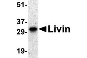 Western Blotting (WB) image for anti-Baculoviral IAP Repeat-Containing 7 (BIRC7) antibody (ABIN1031705) (BIRC7 anticorps)