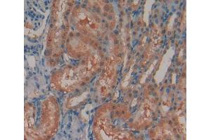 IHC-P analysis of Rat Tissue, with DAB staining. (N-Acetyl alpha-D-Glucosaminidase (AA 449-709) anticorps)