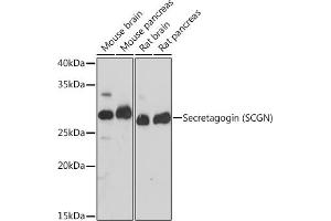 Western blot analysis of extracts of various cell lines, using Secretagogin (Secretagogin (SCGN)) Rabbit mAb (ABIN7270178) at 1:1000 dilution.