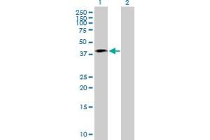Western Blot analysis of SEPT1 expression in transfected 293T cell line by SEPT1 MaxPab polyclonal antibody.
