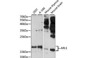 Western blot analysis of extracts of various cell lines, using  antibody (ABIN7265476) at 1:1000 dilution. (ARL1 anticorps  (AA 62-181))