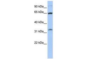 Image no. 1 for anti-Solute Carrier Family 24 (Sodium/potassium/calcium Exchanger), Member 6 (SLC24A6) (AA 468-517) antibody (ABIN6740855) (SLC24A6 anticorps  (AA 468-517))