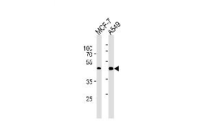 Lane 1: MCF-7 Cell lysates, Lane 2: A549 Cell lysates, probed with CCRK (885CT27. (CCRK anticorps)