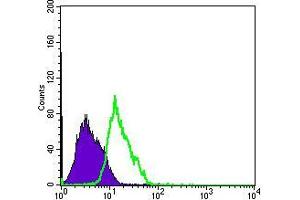 Flow cytometric analysis of PC-2 cells using MSI1 mouse mAb (green) and negative control (purple).
