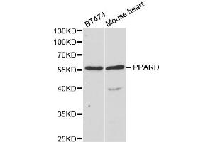 Western Blotting (WB) image for anti-Peroxisome Proliferator-Activated Receptor delta (PPARD) antibody (ABIN1876857)