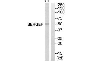 Western Blotting (WB) image for anti-Secretion Regulating Guanine Nucleotide Exchange Factor (SERGEF) (Internal Region) antibody (ABIN1852074) (SERGEF anticorps  (Internal Region))