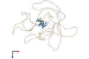 AlphaFold protein structure predicition of Human Recombinant FOXO1 Protein, UniprotID Q12778
