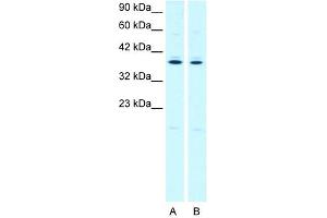 PTGER3 antibody used at 2. (PTGER3 anticorps)
