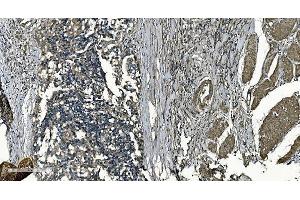 IHC analysis of GNG7 using anti-GNG7 antibody (ABIN7600508). (GNG7 anticorps  (AA 2-57))