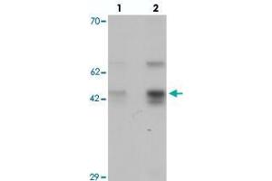 Western blot analysis of SLC35D3 in HeLa cell lysate with SLC35D3 polyclonal antibody  at (lane 1) 1 and (lane 2) 2 ug/mL. (SLC35D3 anticorps  (C-Term))