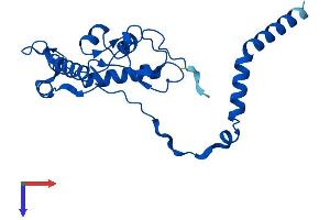 AlphaFold protein structure predicition of Human Recombinant RPL13 Protein, UniprotID P26373