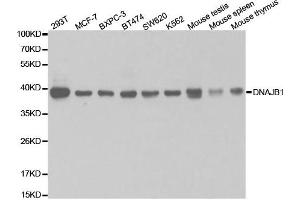 Western Blotting (WB) image for anti-DnaJ (Hsp40) Homolog, Subfamily B, Member 1 (DNAJB1) antibody (ABIN1876690)
