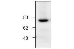 Image no. 1 for anti-Calpain 1 (CAPN1) antibody (ABIN127044) (CAPN1 anticorps)