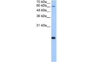 POLR2H antibody used at 5 ug/ml to detect target protein. (POLR2H anticorps  (N-Term))