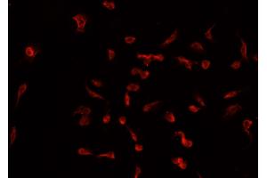 ABIN6266916 staining A549 cells by IF/ICC.