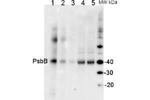 Image no. 1 for anti-Cp47 Protein of Psii (Psbb) antibody (ABIN93540)