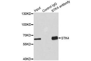 Immunoprecipitation analysis of 100ug extracts of HepG2 cells using 3ug STK4 antibody.