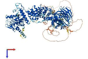 AlphaFold protein structure predicition of Mouse Recombinant Rptor Protein, UniprotID Q8K4Q0