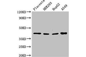 Western Blot Positive WB detected in: Human placenta tissue, HEK293 whole cell lysate, HepG2 whole cell lysate, A549 whole cell lysate All lanes: HSD3B1 antibody at 3 μg/mL Secondary Goat polyclonal to rabbit IgG at 1/50000 dilution Predicted band size: 43 kDa Observed band size: 43 kDa