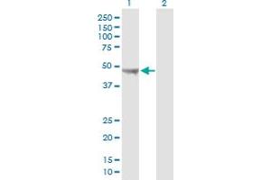 Western Blot analysis of UQCRC2 expression in transfected 293T cell line by UQCRC2 MaxPab polyclonal antibody.