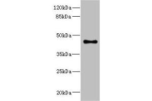 Western blot All lanes: GPR68antibody at 4. (GPR68 anticorps  (AA 276-365))