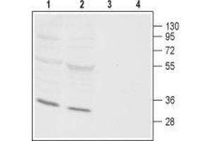 Western blot analysis of rat (lanes 1 and 3) and mouse (lanes 2 and 4) heart membranes: - 1,2.