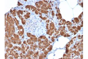 Formalin-fixed, paraffin-embedded human Pancreas stained with Carboxypeptidase A1 / CPA1 Mouse Monoclonal Antibody (CPA1/2711).