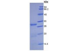 SDS-PAGE of Protein Standard from the Kit (Highly purified E.