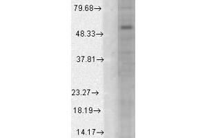 GABA (A)Ralpha1 h cell line mix. (GABRA1 anticorps  (AA 355-394))