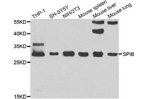 Western blot analysis of extracts of various cell lines, using SPIB antibody. (SPIB anticorps)