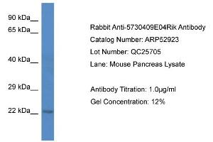 Western Blotting (WB) image for anti-Chromosome 1 Open Reading Frame 216 (C1ORF216) (C-Term) antibody (ABIN2785156) (C1ORF216 anticorps  (C-Term))