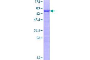 Image no. 1 for Nuclear Receptor Subfamily 5, Group A, Member 1 (NR5A1) (AA 1-461) protein (GST tag) (ABIN1312987)