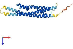 AlphaFold protein structure predicition of Mouse Recombinant Cinp Protein, UniprotID Q9D0V8