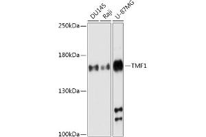 Western blot analysis of extracts of various cell lines, using TMF1 antibody (ABIN7270738) at 1:1000 dilution. (TMF1 anticorps  (AA 900-1000))