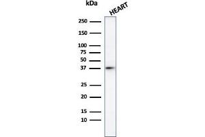 Western Blot Analysis of human heart tissue lysate using Histone H1 Rabbit Polyclonal Antibody.