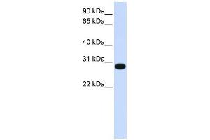 GINS2 antibody used at 1 ug/ml to detect target protein. (GINS2 anticorps)