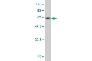 Western Blot detection against Immunogen (35.