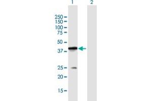 Western Blot analysis of POLB expression in transfected 293T cell line by POLB MaxPab polyclonal antibody. (POLB anticorps  (AA 1-335))