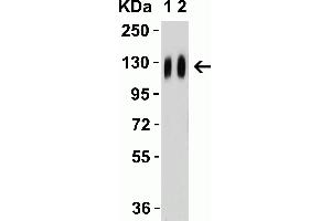 Western Blot Validation with SARS-CoV-2 (COVID-19) Spike Recombinant Protein Loading: 50 ng per lane of SARS-CoV-2 (COVID-19) Spike S1 recombinant protein (97-087. (SARS-CoV-2 Spike anticorps)