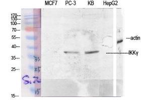 Western Blot (WB) analysis of specific cells using IKKgamma Polyclonal Antibody.