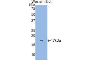 Western blot analysis of the recombinant protein. (RBP7 anticorps  (AA 1-134))