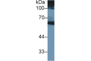 Rabbit Detection antibody from the kit in WB with Positive Control: Human SGC7901 cell lysate. (MMP3 Kit CLIA)
