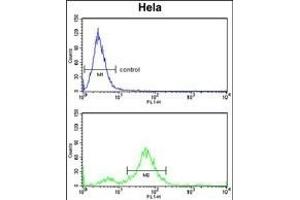 DAB2 Antibody (C-term) (ABIN652936 and ABIN2842598) flow cytometry analysis of Hela cells (bottom histogram) compared to a negative control cell (top histogram). (DAB2 anticorps  (C-Term))
