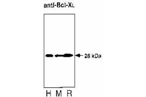 Image no. 1 for anti-BCL2-Like 1 (BCL2L1) antibody (ABIN187417) (BCL2L1 anticorps)