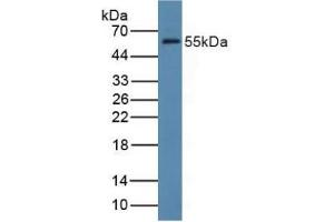 Figure. (FDFT1 anticorps  (AA 269-417))