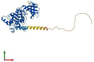 AlphaFold protein structure predicition of Human Recombinant DAPK2 Protein, UniprotID Q9UIK4