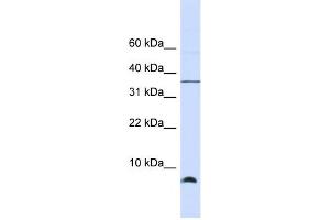 Western Blotting (WB) image for anti-Heat Shock 10kDa Protein 1 (Chaperonin 10) (HSPE1) antibody (ABIN2459791) (HSPE1 anticorps)