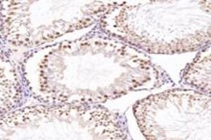 Immunohistochemistry analysis of paraffin-embedded mouse testis using,NUP133 (ABIN7074909) at dilution of 1: 4800 (NUP133 anticorps)