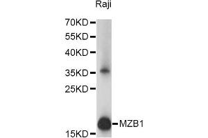 Western blot analysis of extracts of Raji cells, using MZB1 antibody (ABIN6293986) at 1:1000 dilution.