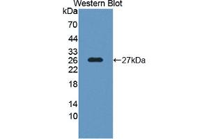 Figure. (SNAP25 anticorps  (AA 1-206))